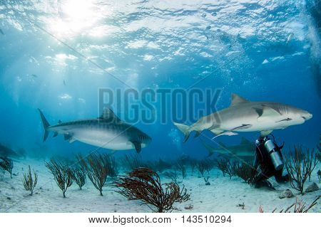 Tiger shark during a scuba dive, Bahamas
