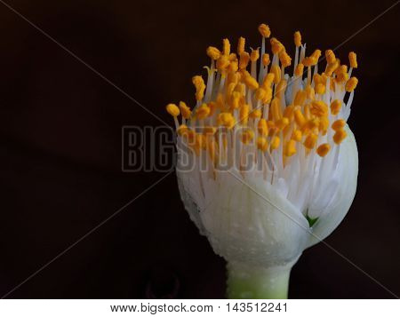 A white bud over a dark background.