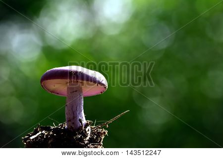 An blue Agaricus over a background bokeh.