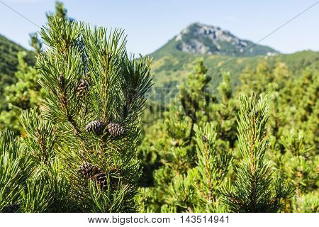 Mountain Pine Cones.