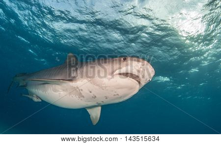Tiger shark during a scuba dive, Bahamas