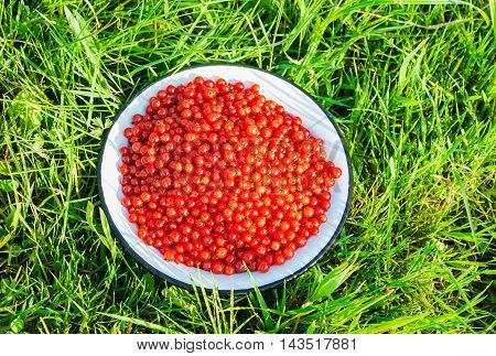 ripe red currant berries in a deep plate on dreen grass outdoor closeup