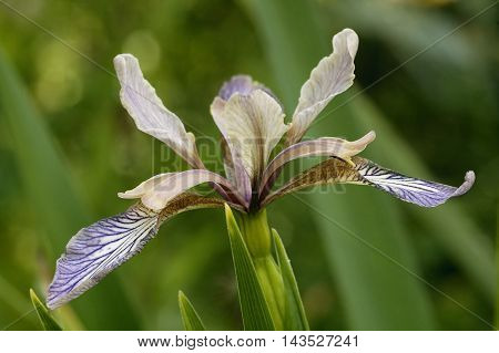 Stinking Iris - Iris foetidissima Closeup of Flower