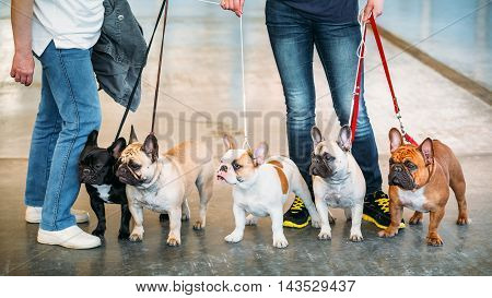 Funny French Bulldogs Are A Different Color Next To Each Other