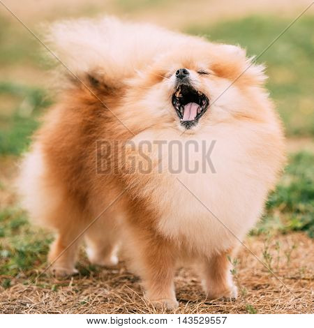 Playful Red Pomeranian Spitz  Small Dog Outdoor