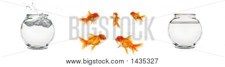 Ciotole e isolato Goldfish