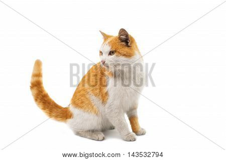 looking  red cat on a white background