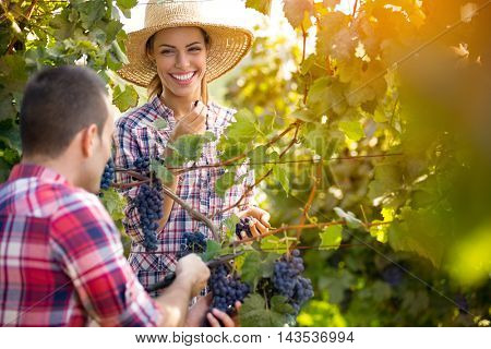 Young smiling couple picking grapes in a vineyard