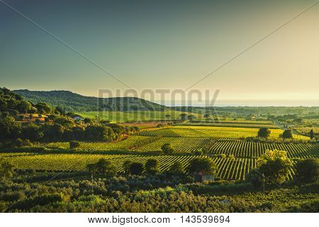 Bolgheri and Castagneto vineyard aerial view on sunset. Maremma Tuscany Italy Europe.