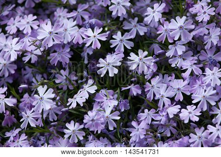 Creeping phlox (Phlox subulata), also known as the moss phlox. Flowering plant.