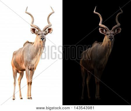 Greater Kudu In The Dark And White Background