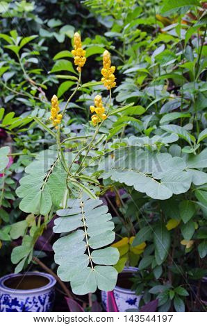 Yellow Flower Of Ringworm Bush Or Candle Bush Flower Or Candelabra Bush
