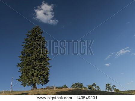 Summer day with spruce tree and blue sky