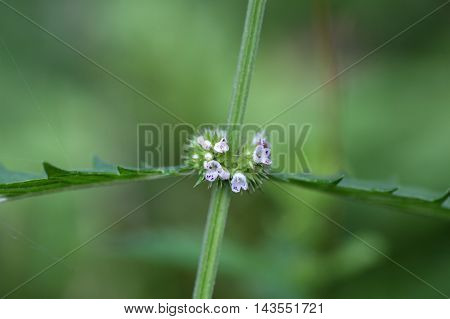 Flowers of a gypsywort plant (Lycopus europaeus)