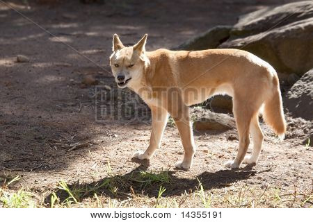 A dingo snarling at the camera.  Australian wild dog.
