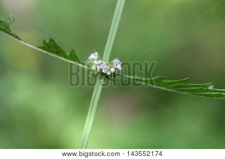 Flowers of a gypsywort plant (Lycopus europaeus)