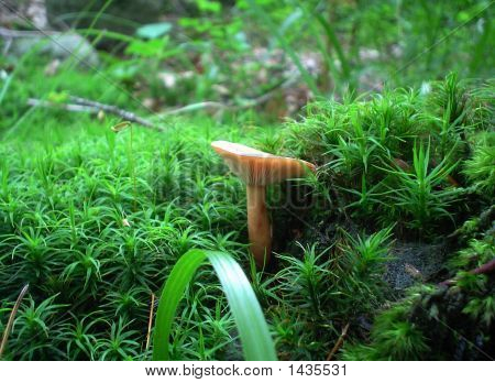 Chanterelle