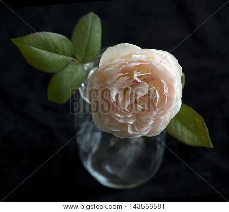 Engilsh Rose   petals isolatedon a black background