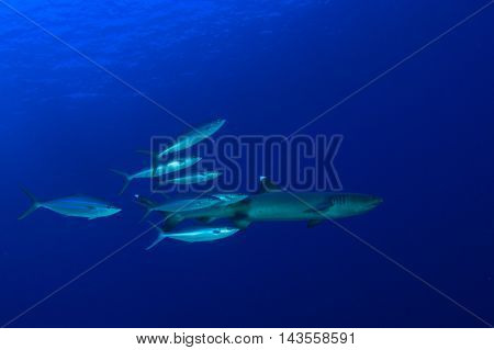 Shark and fish