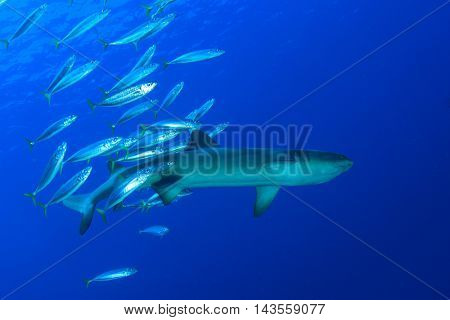 Shark and fish