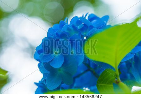 Material was taken to the main the hydrangea.