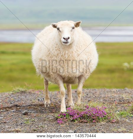 Single Icelandic Sheep