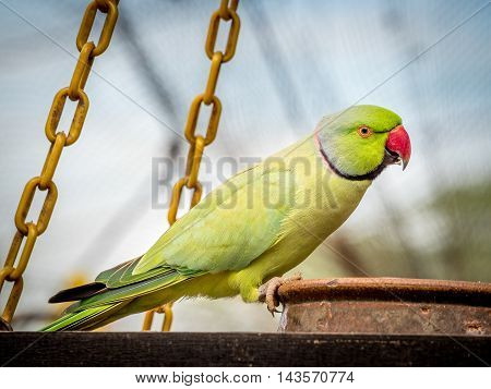 Colourful and cute Ringneck Parakeet close up
