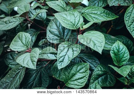 houseplant leaves