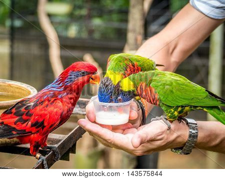 Australian Rainbow Lorikeet, Trichoglossus moluccanus, on a human hand drinking milk