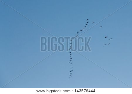 Flock Of Geese Flies In V-formation Flying In Sunny Blue Autumn or Spring Sky