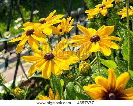black eyed susan Rudbeckia hirta flowers background