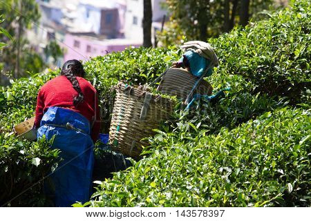 Coonoor , Tamil Nadu, India, March 22, 201 Unidentified woman collect tea from plantation