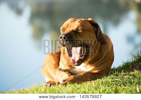 A young male boerbull dog yawns as it lies under a Weeping Willow tree by the river.