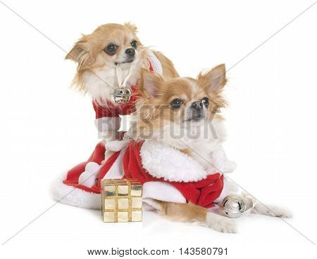 sant claus chihuahuas in front of white background