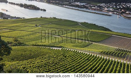Vineyards And River Rhine Ruedesheim Germany
