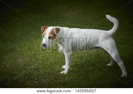 Jack Russell Parson Terrier pet dog standing on green grass