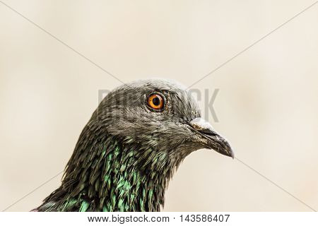 A closup shot of Rock Pigeon. Portait of Rock Pigeon