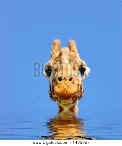 Nyfiken giraff simning