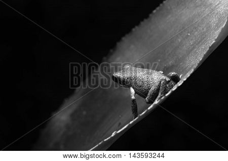 poison dart frog on a leaf, looking for food