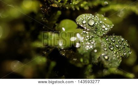 a close up of a clover with drops of water