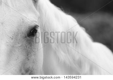 close up of horse standing in paddock