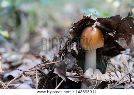 The young inedible mushroom growing under the leaves of trees in the wood close-up photo