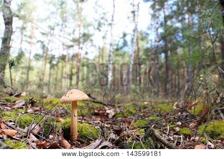 The inedible mushroom growing in the forest trees on background