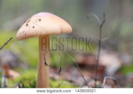 The beautiful inedible mushroom growing in the wood close-up photo