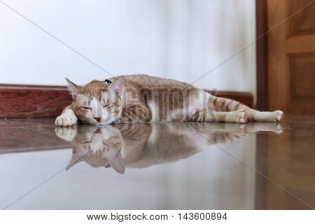 the salit cat is trying to sleep