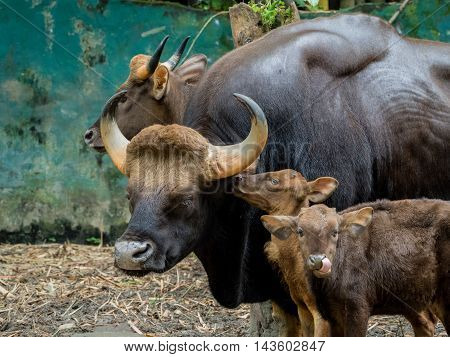 Family of gaur - the largest bulls in the world