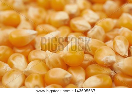 Surface coated with multiple corn kernels as a background composition with a shallow depth of field