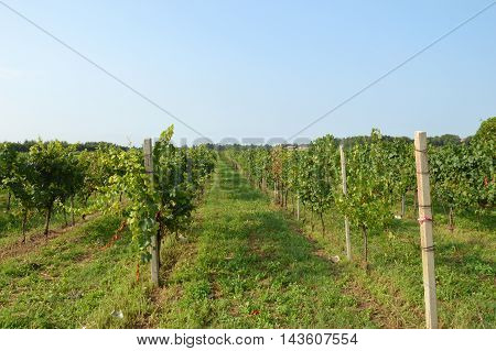 Bunches of grapes in a vineyard in the Brescia before the harvest