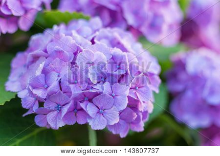 Material was taken to the main the hydrangea.