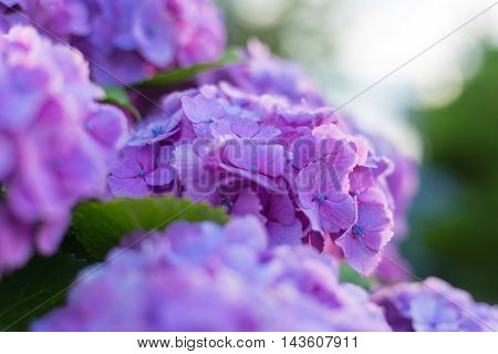 Material was taken to the main the hydrangea.